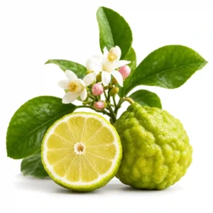 Note olfactive Bergamote