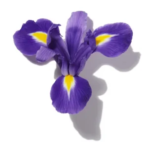 Note olfactive Iris