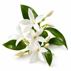 Note olfactive Jasmin