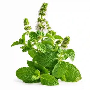 Note olfactive Menthe