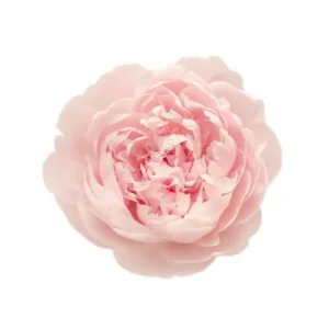Note olfactive Pivoine