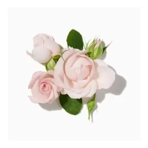 Note olfactive Rose