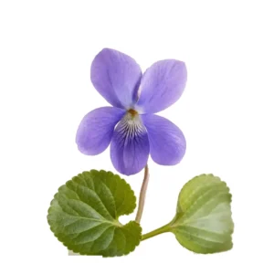 Note olfactive Violette